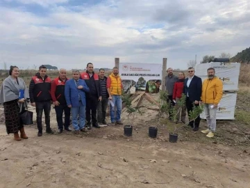 Ayvalık 100 yıl sonra yeniden sakız ağacı yetiştirecek
