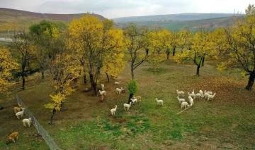 Azerbaycan, Türk turistlerin tatil rotası oldu
