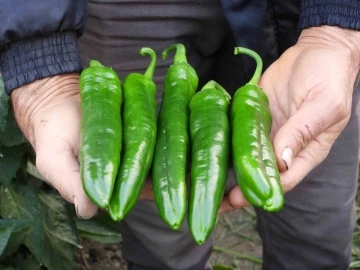 Azı şifa fazlası zarar: Samandağ Biberi
