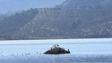 Bafa Gölü 261 kuş türüne ev sahipliği yapıyor