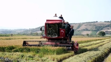 Bafra Ovası’nda çeltik hasadı: İlk hasat Vali Tavlı’dan
