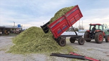 Bafra Ovası'nda silajlık mısır hasadı tamamlandı