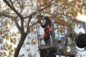 Bağcılar’da budanan dallar geri dönüşüme kazandırılıyor