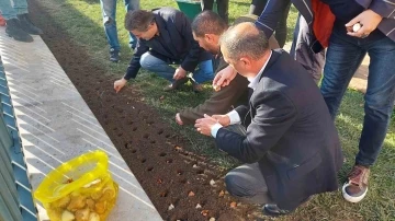 Baharı müjdeleyecek olan laleler Beyoğlu’nda toprağa dikildi
