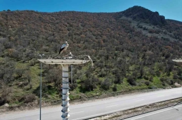 Baharın habercisi leylekler, Leylek Oteli’ne ulaştı