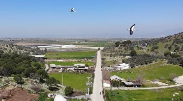 Baharın müjdecisi leylekler Aydın semalarında görsel şölen oluşturuyor
