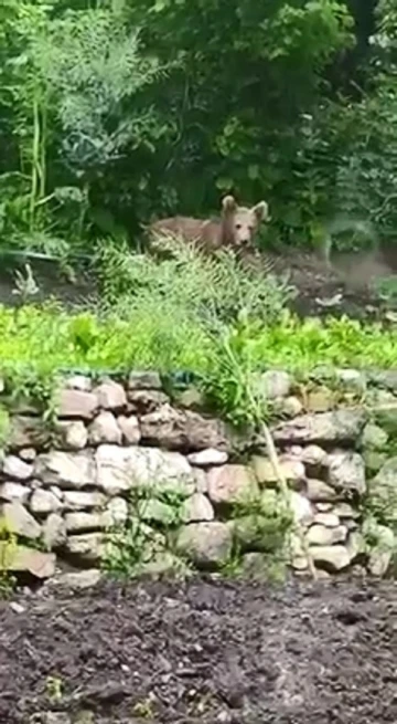 Bahçesine giren ayı isim taktı, sohbet ettiği anlar ise gülümsetti
