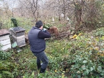 Bahçeye dadanan ayı tellere takıldı
