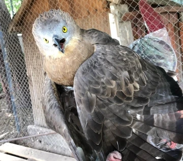 Bakımı yapılan arı şahini, doğal ortamına salındı
