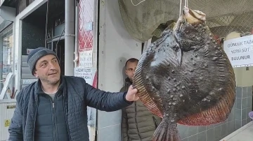 Balıkçı ağına takılan 7 kg ağırlığındaki kalkan balığı 7 bin TL’den anında alıcı bulundu