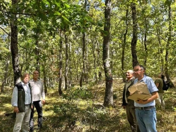 Balıkesir’de meşe ağaçları koruma altına alındı
