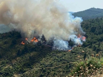 Balıkesir’de orman yangını