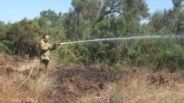 Yangında yüzlerce zeytin ve meyve ağacı zarar gördü