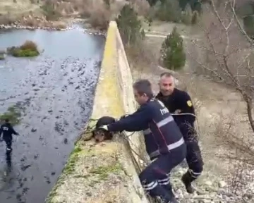 Baraja düşen köpek itfaiye erlerince kurtarıldı
