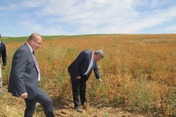 Başkan Altun ve Kaymakam Gülen’den ihtiyaç sahipleri için Aspir hasadı
