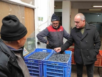 Gemlik'te zeytin üreticilerini sevindiren haber 