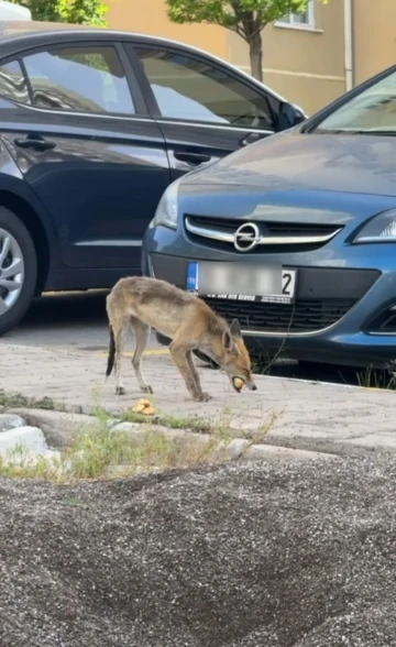 Başkent’te aç kalan tilki şehre indi
