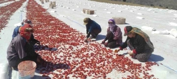 Batman’da ilk defa ekilen kurutmalık domates gençlere iş olanağı sağlıyor
