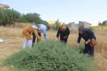 Batman’da ’kapari’ bitkisi kadınların geçim kaynağı oldu
