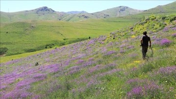 Bayburt'un zirvelerinde endemik bitkilerin izini sürüyor