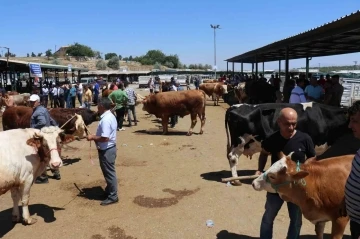 Bayramın 1.günü canlı hayvan pazarında hareketlilik sürüyor
