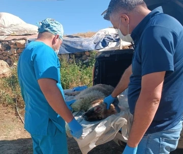 Belediye ekipleri yaralı çoban köpeği için harekete geçti
