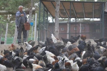 Belediye tarafından yetiştirilen tavuk ve kaz etleri ihtiyaç sahiplerine verildi