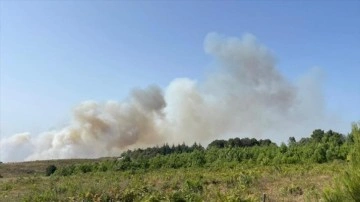 Beykoz'da ormanlık alanda yangın çıktı