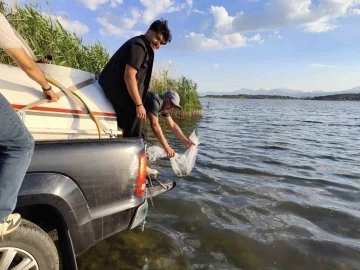 Beyşehir Gölüne bırakılan yavru sazan balığı miktarı 2.5 milyona ulaştı
