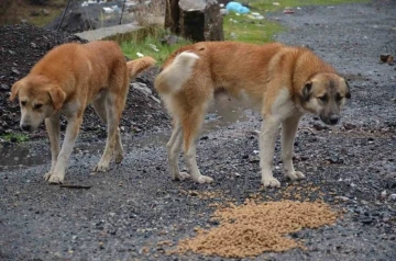 Beytüşşebap’taki sokak köpekleri yalnız bırakılmadı
