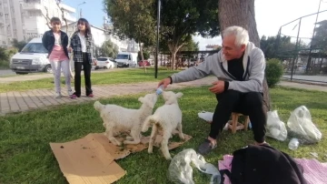 Biberonla beslediği kuzular, parklardaki çocukların sevgilisi oldu
