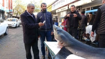 Bingöl’de 3 metrelik köpek balığı ilgi odağı oldu
