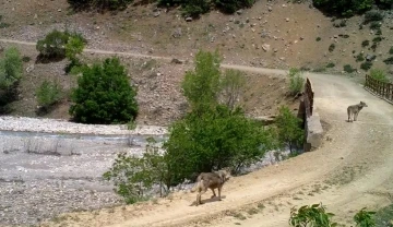 Bingöl’de yaban hayatı fotokapanlara yansıdı
