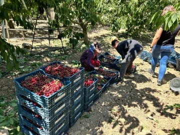 Birçok ülkeye ihraç edilen Mihalıççık kirazında verim yüz güldürdü
