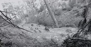 Birçok yaban hayvanı fotokapana takıldı
