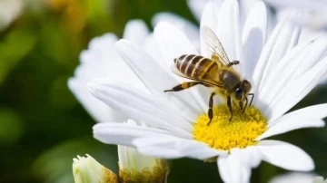 Bitki koruma ürünleri kullanımı arttı, ilçe tarım ‘arılar’ için çağrıda bulundu
