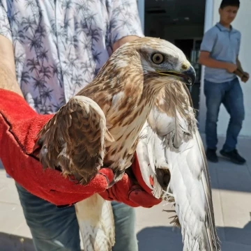 Bitkin halde bulunan kızıl şahin tedavi altına alındı
