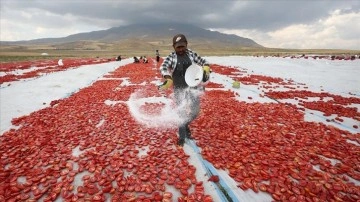 Bitlis'te Süphan Dağı eteklerinde yetiştirilen domatesler kurutularak ihraç ediliyor