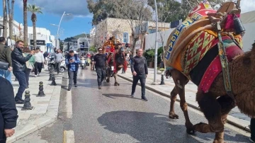 Bodrum’da hafta sonu arenada güreşecek develer meydana indi
