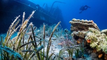 Bodrum'da deniz çayırları su altı kamerasınca görüntülendi