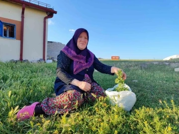 Bol yağışlar türkülere konu olan madımak sezonunu uzattı
