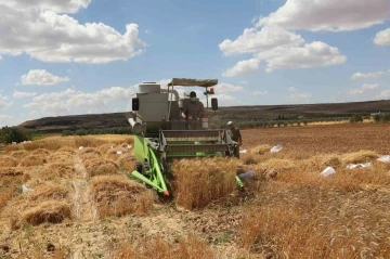 Bölge için en iyi buğday çeşidi araştırılıyor
