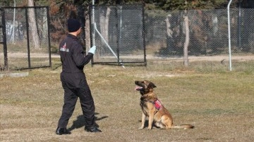 Bolu'da narkotik operasyonlarının gözde köpeği "Asır" uyuşturucuya geçit vermiyor