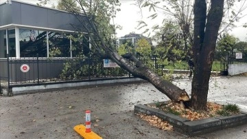 Bolu'da rüzgarda devrilen ağaç polis noktasının üzerine düştü