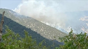 Bolu'da yıldırım düşmesi sonucu çıkan orman yangınına müdahale ediliyor