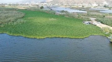 Boyutları 1 metreyi bulan su sümbülleri Asi Nehri’ni adeta esir aldı