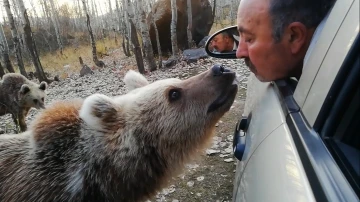 Boz ayıyı bu sefer ağzıyla besledi