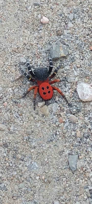 Bu defa Manisa’da görüldü
