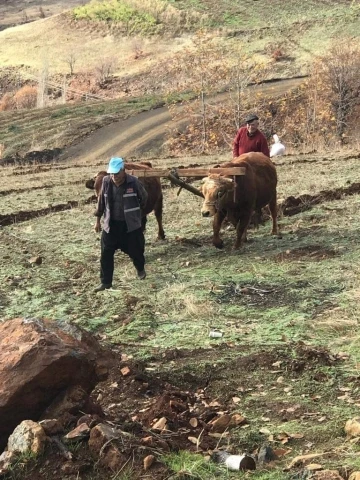 Bu köyde hala ’kara saban’ kullanılıyor
