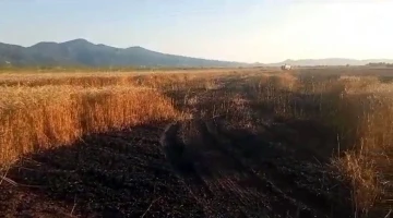 Buğday tarlasında yangın: 15 dönüm küle döndü
